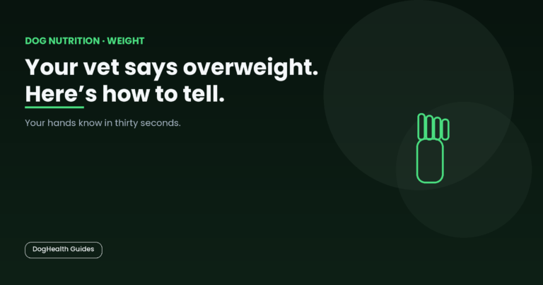 Your vet says overweight. Here's how to tell. -- illustrative hero image