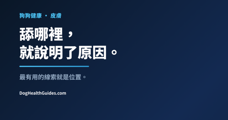 反覆舔一隻前爪的狗狗，展示慢性舔爪是症狀而非習慣