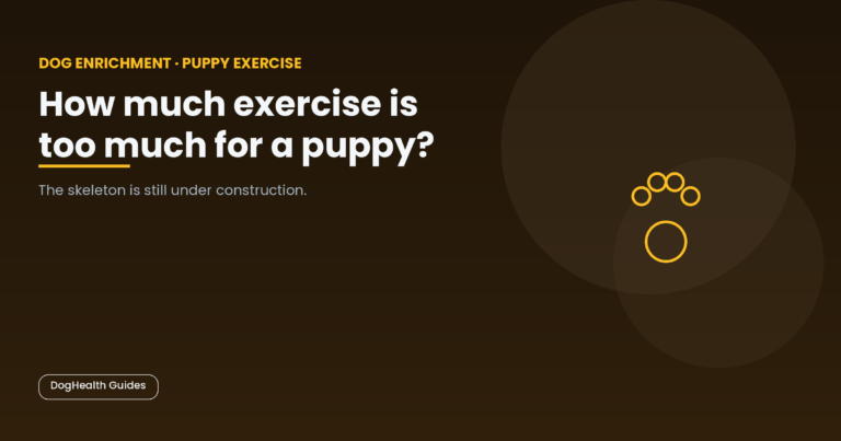 How much exercise is too much for a puppy? -- illustrative hero image