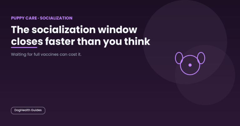 The socialization window closes faster than you think -- illustrative hero image