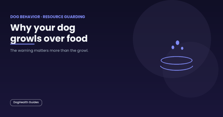 Why your dog growls over food -- illustrative hero image