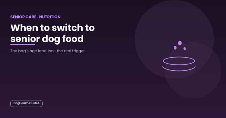 When to switch to senior dog food -- illustrative hero image