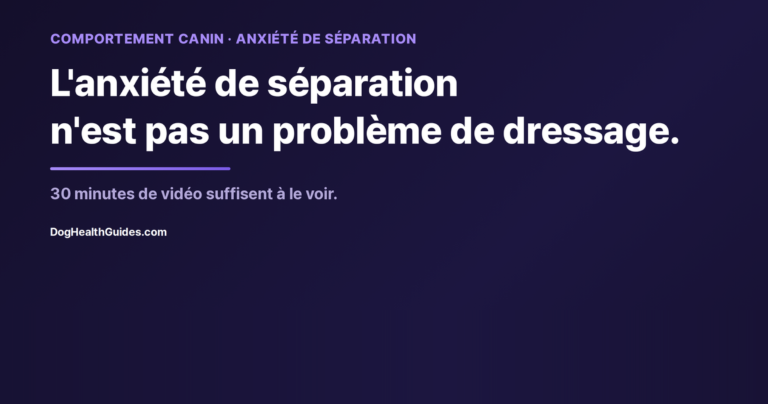 Chien seul à la maison montrant des signes de détresse, illustrant la vraie anxiété de séparation face au simple ennui