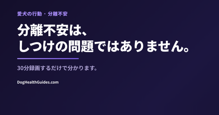 留守番中に不安そうな犬、本当の分離不安と単なる退屈の違いを表す