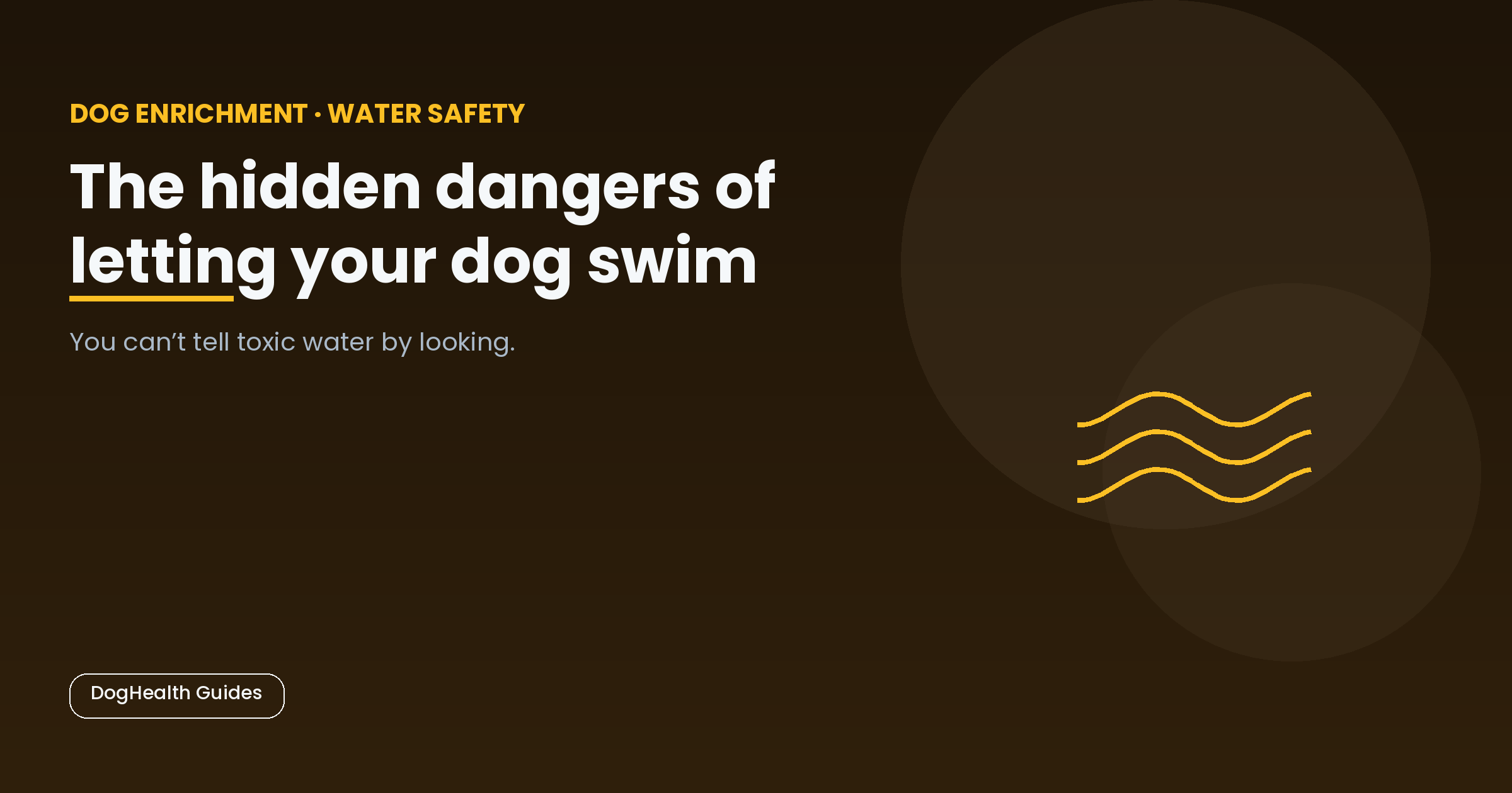 The hidden dangers of letting your dog swim -- illustrative hero image