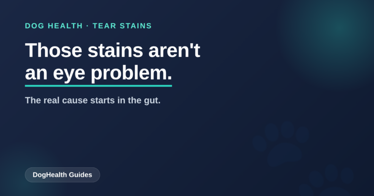Your Dog’s Tear Stains Aren’t an Eye Problem