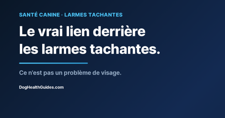 Chien avec des taches de larmes sous les yeux, illustrant un débordement lacrymal chronique