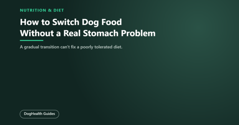 How to Switch Dog Food Without Ignoring a Real Stomach Problem